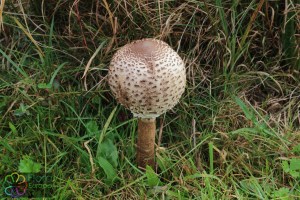 macrolepiota procera  (2) (1000 x 750).jpg_product_product_product_product_product_product_product_product_product_product